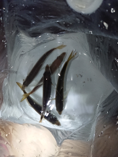 またシーバスで終了