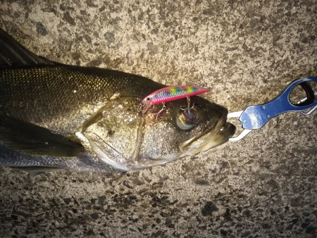 シーバス&メジロ