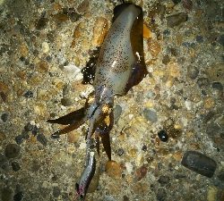 アオリイカエギング