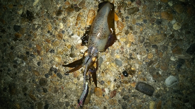 アオリイカエギング