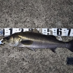 シーバス&メジロ