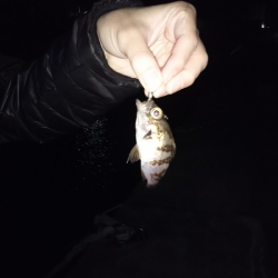 沼島でライトゲーム