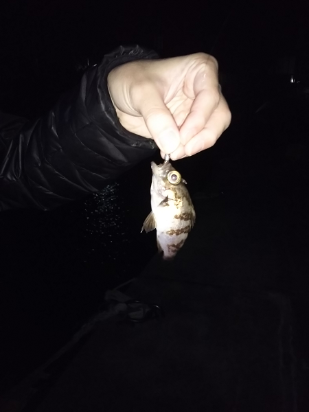 沼島でライトゲーム