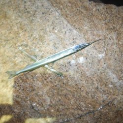 好調続く淀シーサヨリ打ち