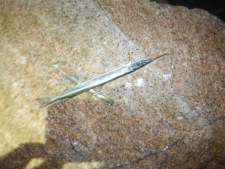 好調続く淀シーサヨリ打ち