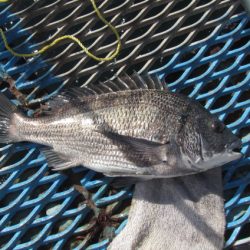 オリジナルメーカー海づり公園(市原市海づり施設) 釣果