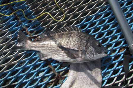 オリジナルメーカー海づり公園(市原市海づり施設) 釣果