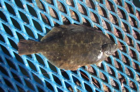 オリジナルメーカー海づり公園(市原市海づり施設) 釣果