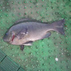 オリジナルメーカー海づり公園(市原市海づり施設) 釣果