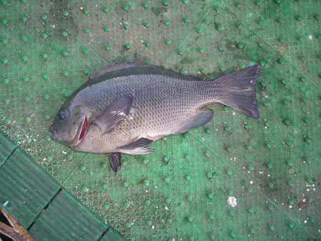 オリジナルメーカー海づり公園(市原市海づり施設) 釣果