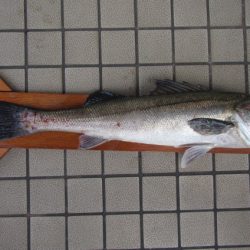 オリジナルメーカー海づり公園(市原市海づり施設) 釣果