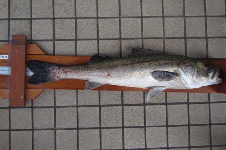 オリジナルメーカー海づり公園(市原市海づり施設) 釣果