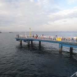 オリジナルメーカー海づり公園(市原市海づり施設) 釣果