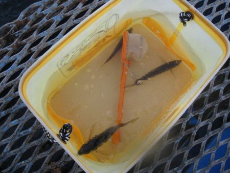 オリジナルメーカー海づり公園(市原市海づり施設) 釣果