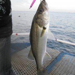 オリジナルメーカー海づり公園(市原市海づり施設) 釣果