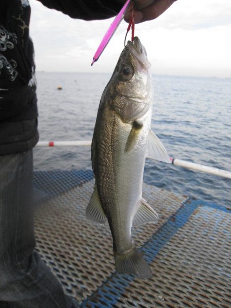 オリジナルメーカー海づり公園(市原市海づり施設) 釣果