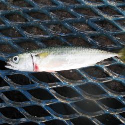 オリジナルメーカー海づり公園(市原市海づり施設) 釣果