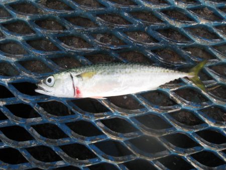 オリジナルメーカー海づり公園(市原市海づり施設) 釣果