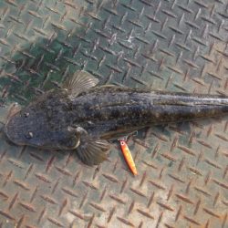 オリジナルメーカー海づり公園(市原市海づり施設) 釣果