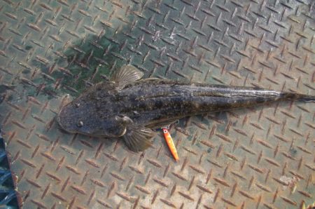 オリジナルメーカー海づり公園(市原市海づり施設) 釣果