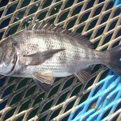 オリジナルメーカー海づり公園(市原市海づり施設) 釣果