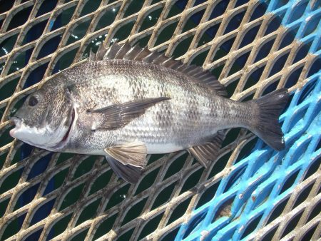 オリジナルメーカー海づり公園(市原市海づり施設) 釣果