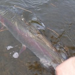 フィッシングレイクたかみや 釣果