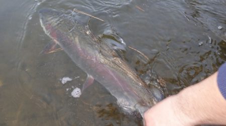フィッシングレイクたかみや 釣果