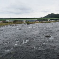 狩野川(狩野川漁業協同組合) 釣果
