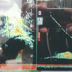 遊漁船ブルーウッズ 釣果