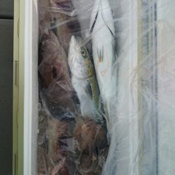 エンペラー 釣果