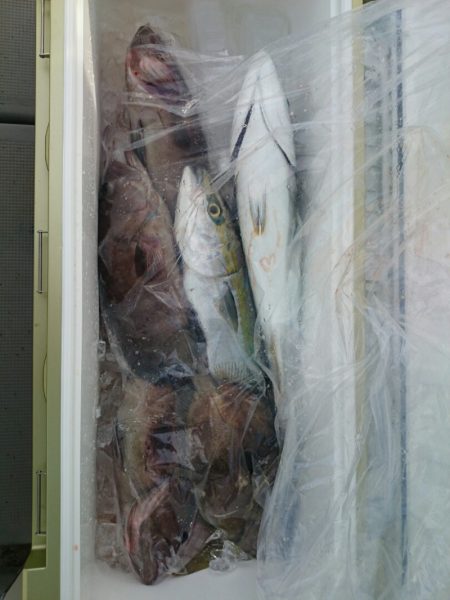 エンペラー 釣果