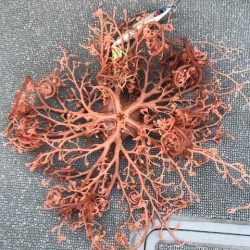 へいみつ丸 釣果