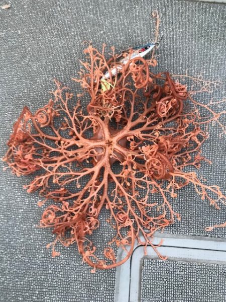 へいみつ丸 釣果