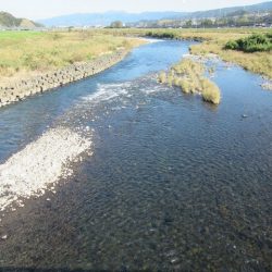 狩野川(狩野川漁業協同組合) 釣果