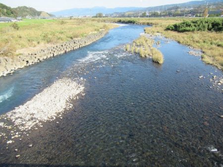 狩野川(狩野川漁業協同組合) 釣果