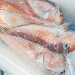 こうゆう丸 釣果