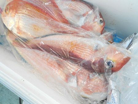 こうゆう丸 釣果