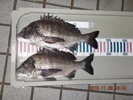 姫路市立遊魚センター 釣果