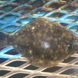 オリジナルメーカー海づり公園(市原市海づり施設) 釣果