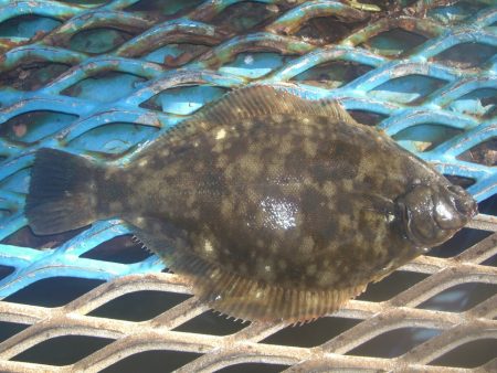 オリジナルメーカー海づり公園(市原市海づり施設) 釣果