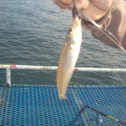 オリジナルメーカー海づり公園(市原市海づり施設) 釣果