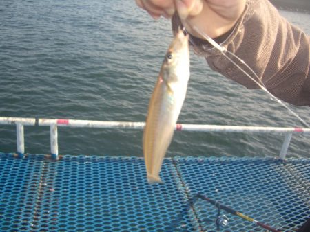 オリジナルメーカー海づり公園(市原市海づり施設) 釣果