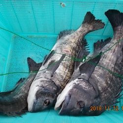 姫路市立遊魚センター 釣果