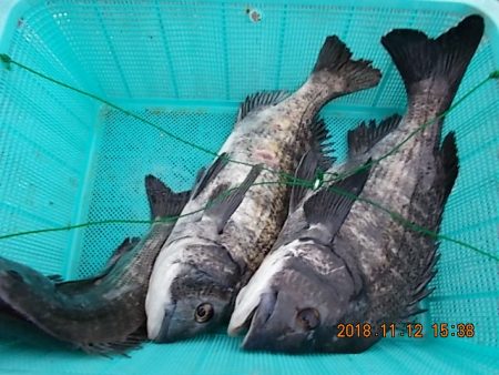 姫路市立遊魚センター 釣果