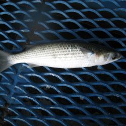 オリジナルメーカー海づり公園(市原市海づり施設) 釣果