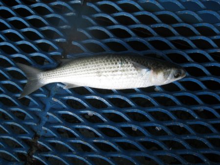 オリジナルメーカー海づり公園(市原市海づり施設) 釣果