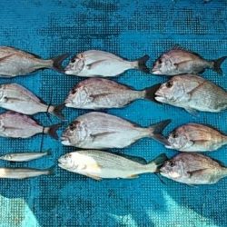 フィッシングガイド りょう 釣果