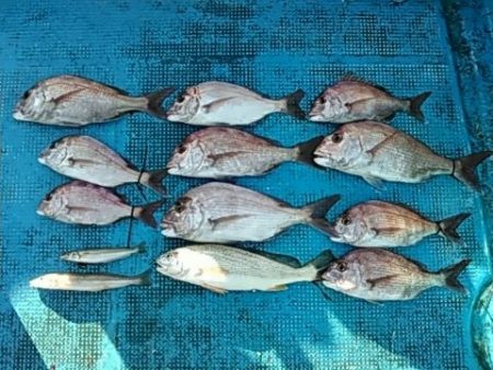 フィッシングガイド りょう 釣果