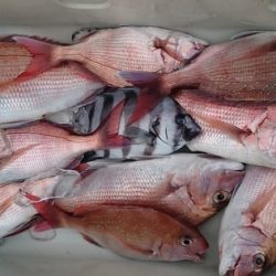 大進丸(新潟) 釣果